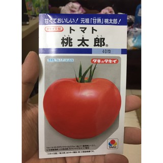 hạt giống cà chua momotaro nhật bản