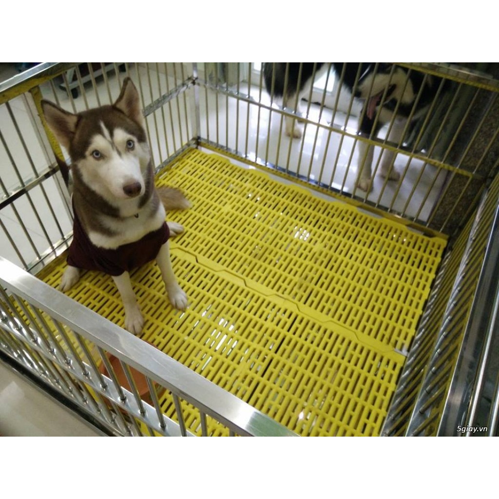[Beman123]  HN- (3 loại ) Lót sàn chuồng chó dạng nhựa dùng ghép sàn chuồng chó mèo hoặc làm tấm sàn ghép cho thú cưng