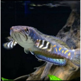 Phụ Kiện Câu Cá Màu Xanh 10cm