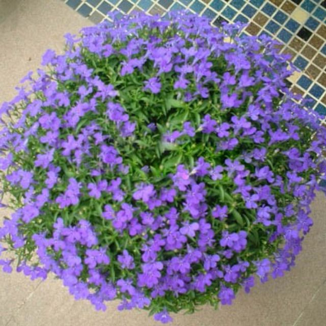 Hạt giống hoa Cúc Lobelia Nhiều màu gói 50 Hạt luckyseed hạt siêu rẻ