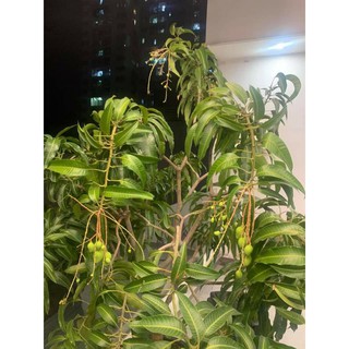Cây 🌲 Xoài  Cát  Hòa  Lộc...1m2
