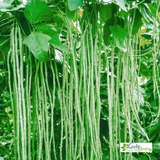 10g Hạt giống Đậu đũa (tặng gói Kích nẩy mầm và Hướng dẫn) XTRA