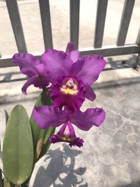 Hoa lan catt Đài CB388