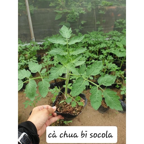 Cây giống cà chua socola