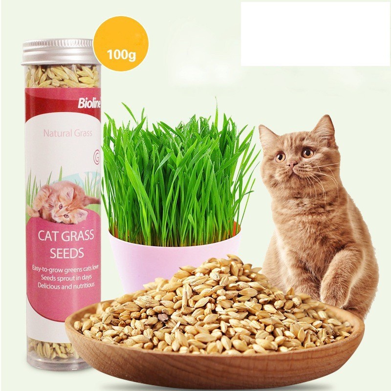 Hạt giống cỏ mèo bioline tuýp 100g