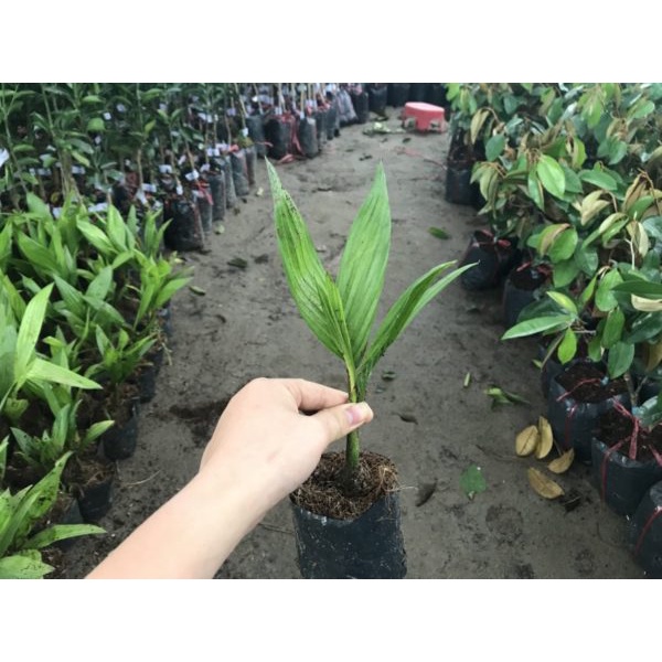 Cây cau giống vừa làm cảnh vừa thu trái