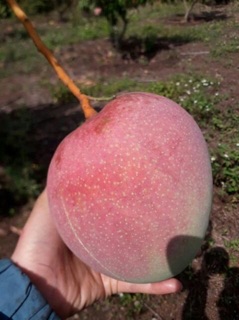 Cây xoài úc