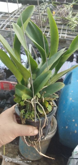 Cattleya Siam red Star