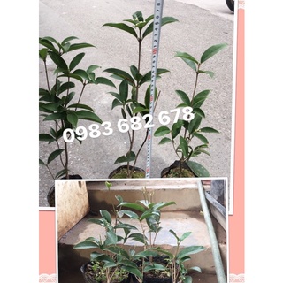 Cây mộc hương giống 20-25cm, 40-50cm
