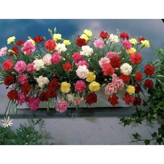 Hạt giống Hoa Cẩm chướng kép nhiều màu - Gói 0,5 gram