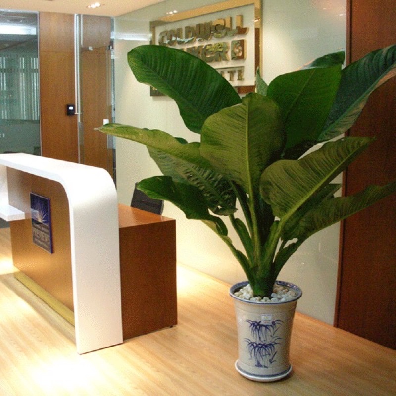 Cây đại Phú gia