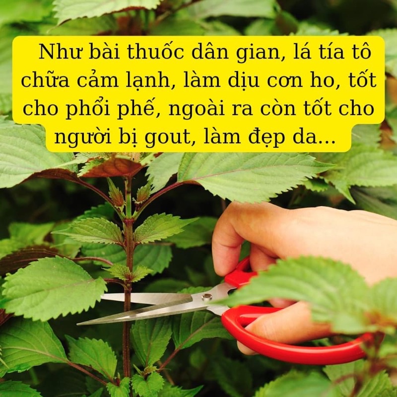 Bột tía tô nguyên chất giảm thâm nám, giảm gout hiệu quả