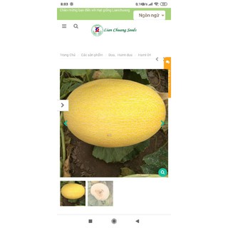 hạt giống dưa lưới hami no4