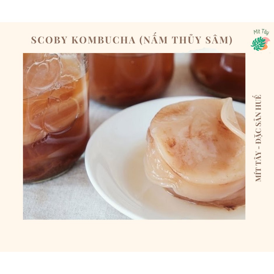 Nấm KOMBUCHA Nấm Thuỷ Sâm SCOBY KOMBUCHA