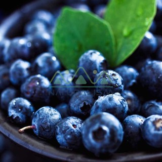 Trái Việt Quất Tươi - Blue Berry