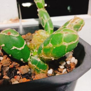 Xương rồng tay thỏ vằn