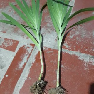 Cây rẻ quạt kèm củ
