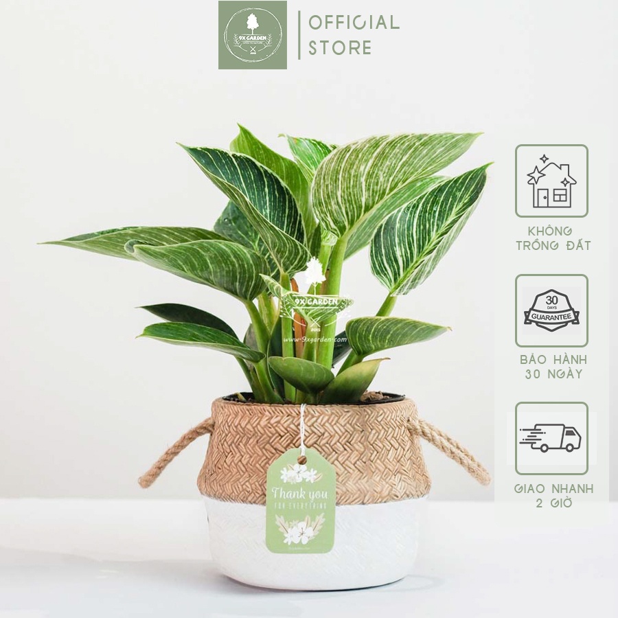 Đế Vương Trắng x Chậu Gốm Sứ Giả Cói S size 12 cm (đường kính) - Quà tặng phong thủy