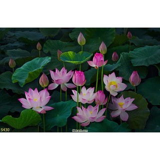 Tranh dán tường 3D Tranh Đầm Hoa Sen kt120x180
