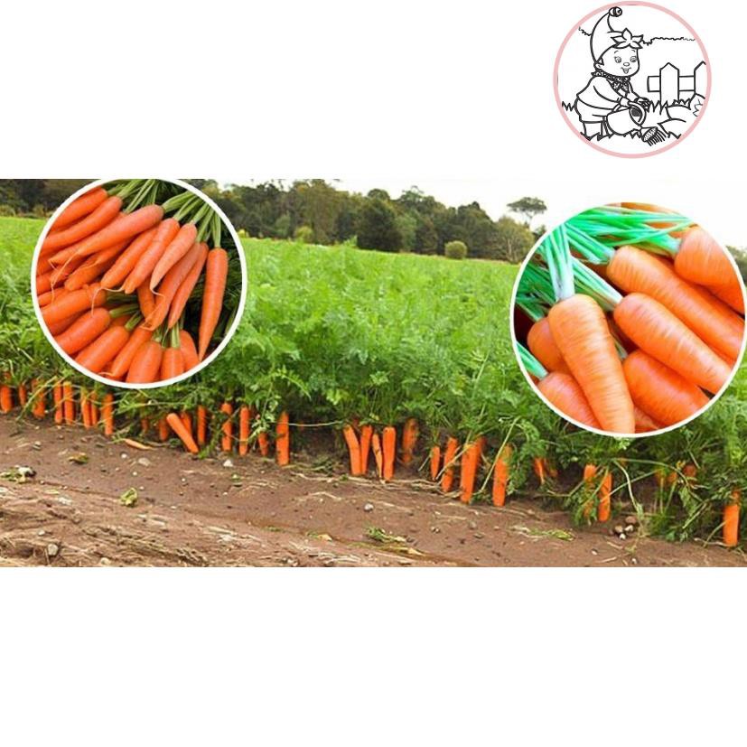HẠT CÀ RỐT SHIN KURODA - GÓI 5 GRAM