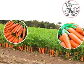 HẠT CÀ RỐT SHIN KURODA - GÓI 5 GRAM