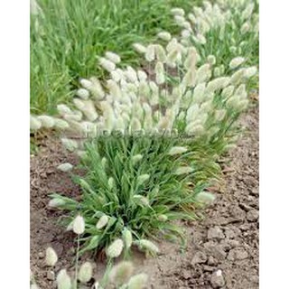 HẠT GIỐNG CỎ ĐUÔI THỎ GÓI 0,2G