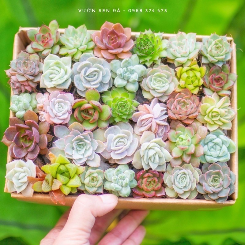 Combo sen đá vỉ mini - Sen đá mix nhiều loại