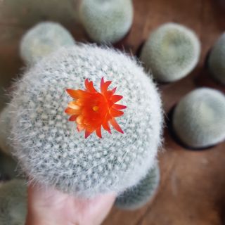 Xương rồng thiên nga size lớn
