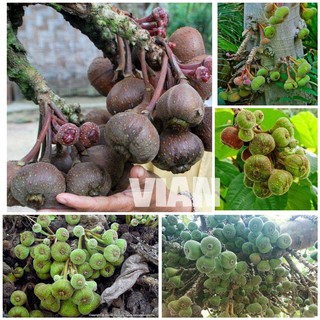 CÂY VẢ MẬT RỪNG