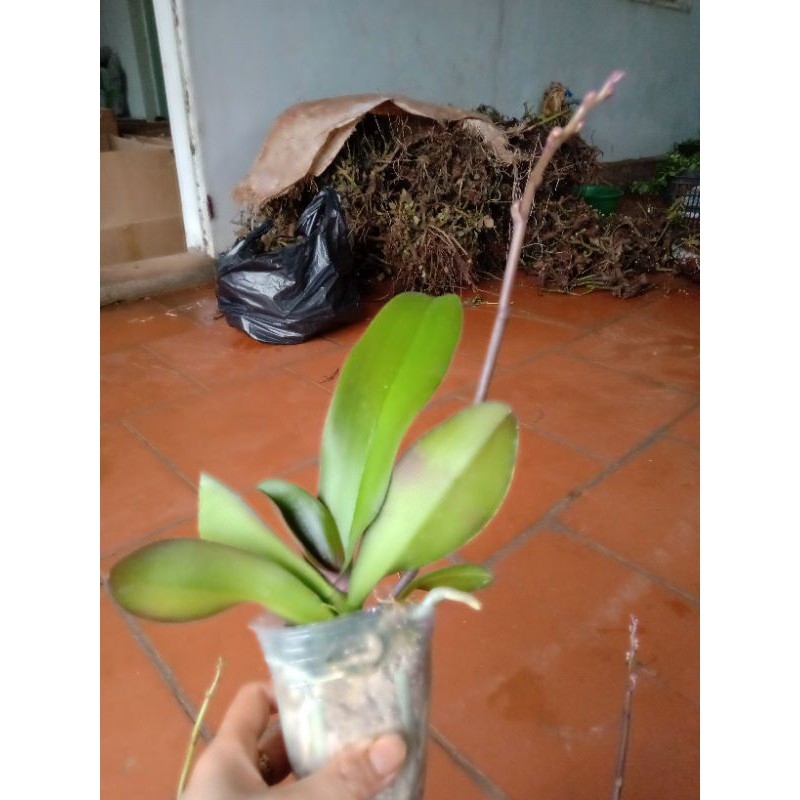 LAN ĐẠI LỖI LÁ NGỒNG ĐẸP- SIÊU RẺ