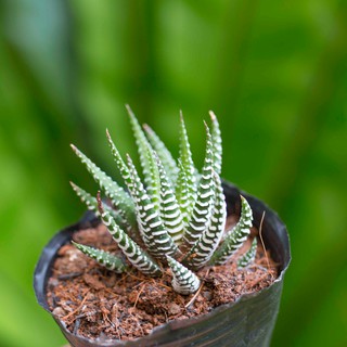 Sen đá móng rồng cỡ nhỏ 5-7cm - Vườn sen đá
