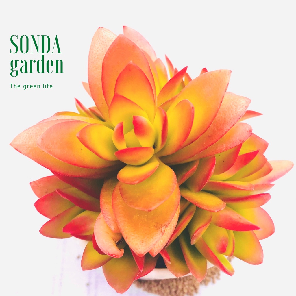 Sen đá tứ phương SONDA GARDEN size trung bình 10-12cm, xuất xứ Đà Lạt, khoẻ đẹp, lỗi 1 đổi 1