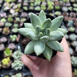 Sen Đá Kim Cương Trắng