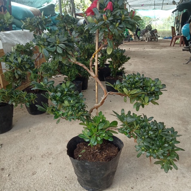 Đỗ quyên thế