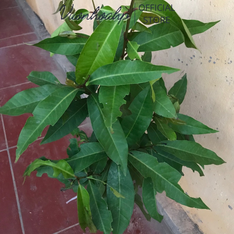 Cây vối nếp giống ngọt cao 60cm, cây giống hình 2, ảnh thật lỗi 1 đổi 1