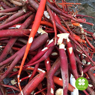 Sâm cau đỏ 1kg tươi - TD036