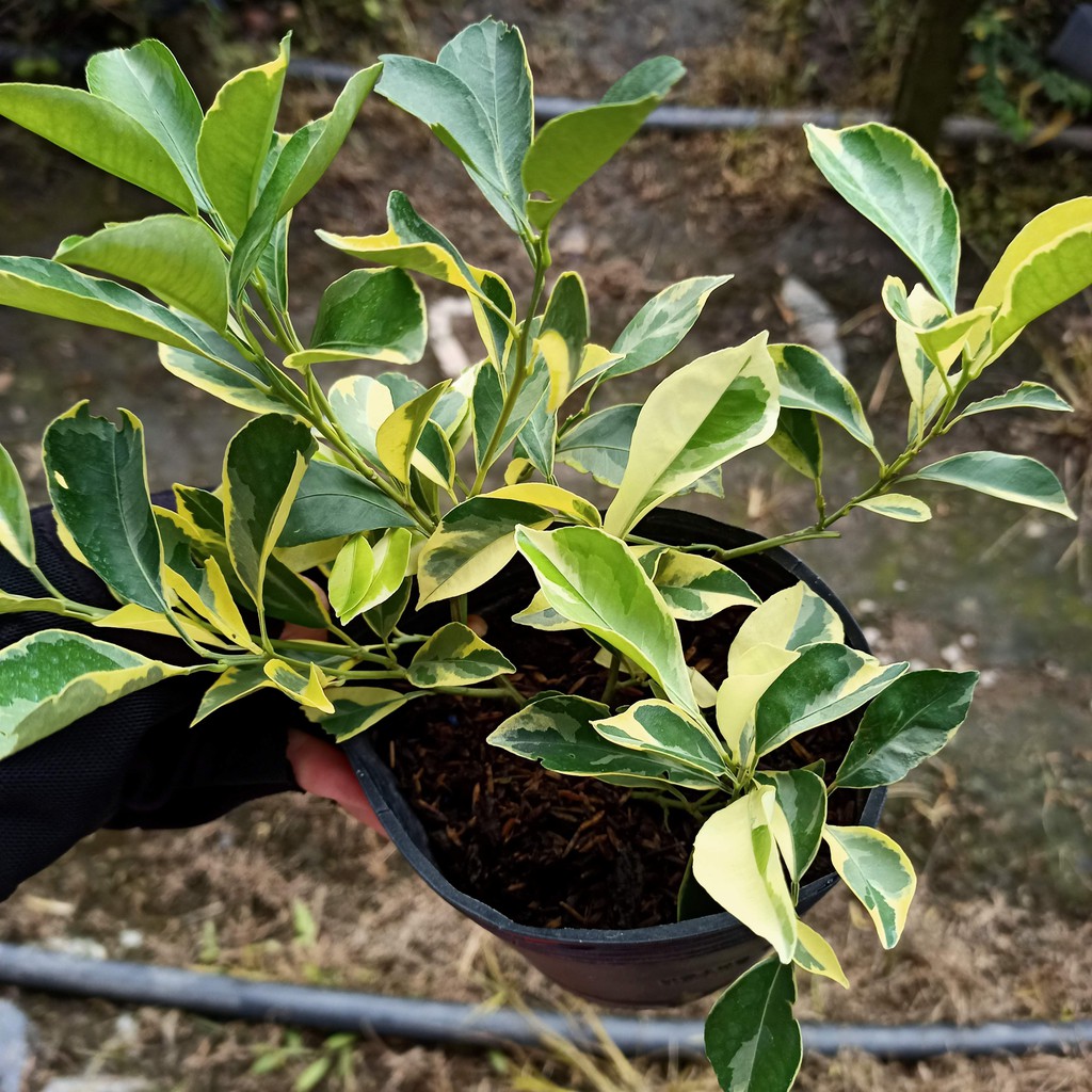 Cây tắc var  mini , hạnh var đang cho hoa và quả - Summer Garden