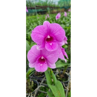 Hoa lan den lai hồ điệp hồng sen gửi nguyên chậu phi 12