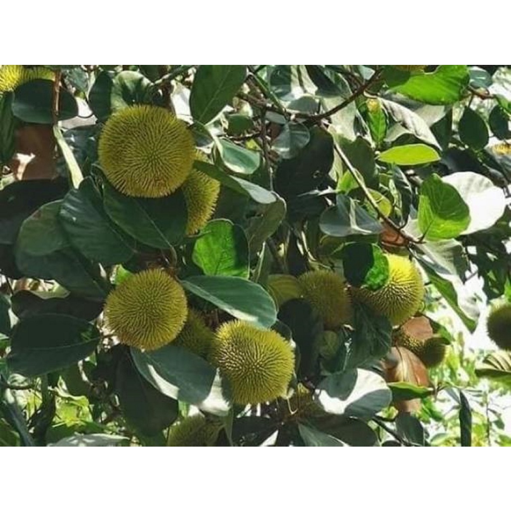 CÂY GIỐNG MÍT SIÊU TRÁI ẤN ĐỘ