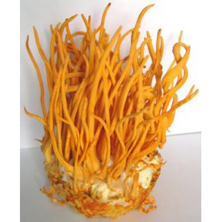 Đông trùng hạ thảo xuất khẩu 200g