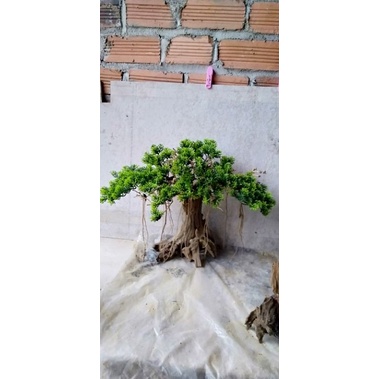 Bonsai hồ cá (gỗ lũa ) có 2mẫu