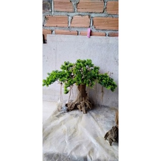 Bonsai hồ cá có 2mẫu