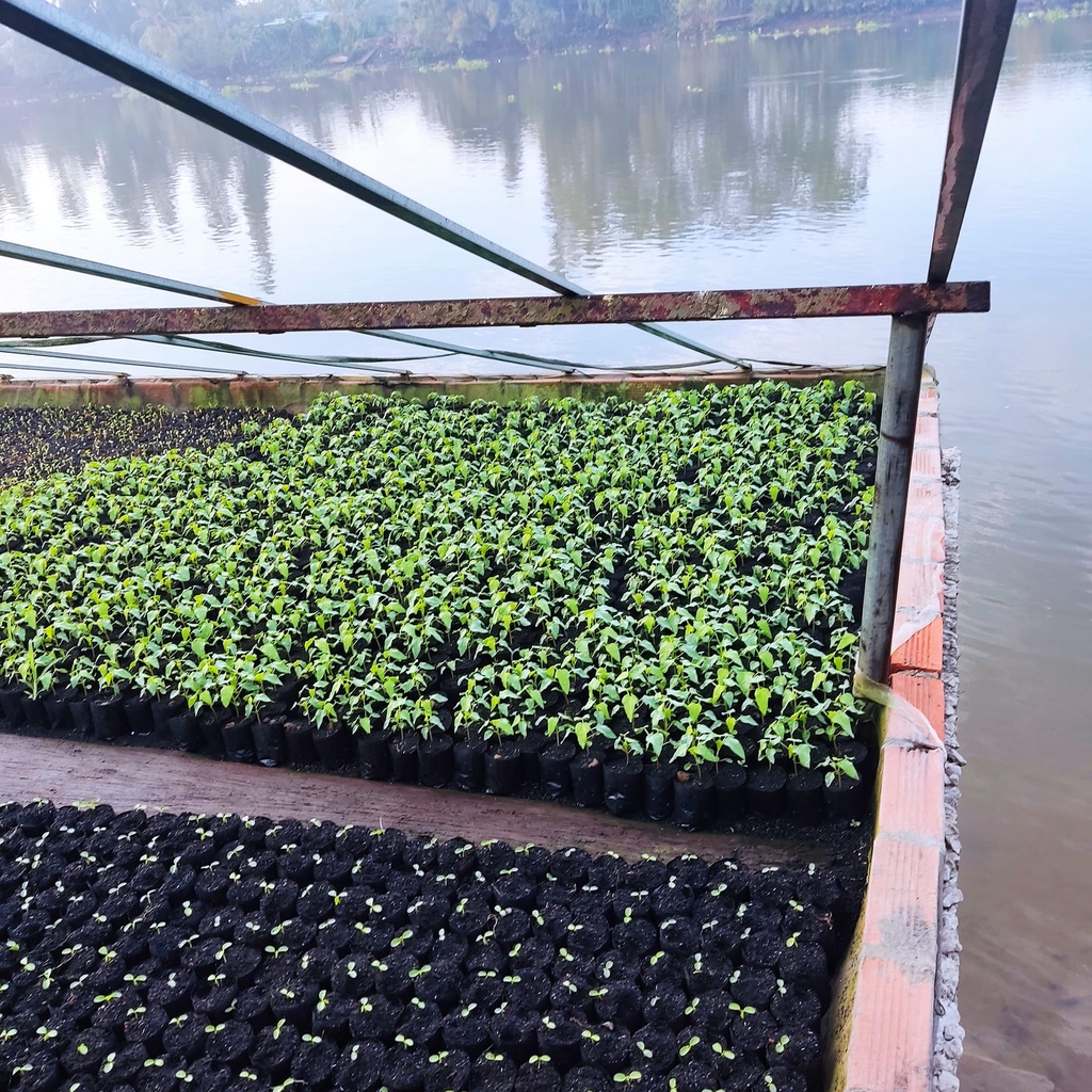 Combo 5  hạt giống đu đủ da vàng chưng Tết_ tháng 4 âm lịch gieo, tháng chạp bán