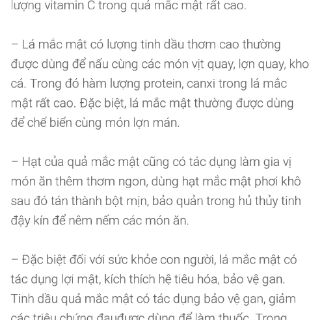 Cây mắc mật - móc mật cao 1 mét