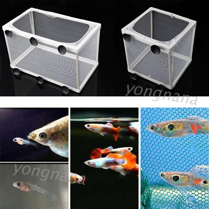Lưới nuôi cá dạng hộp dùng để cách ly cá trong bể
