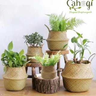 Xưởng sx- giỏ cói túi cói bị cói size 20-25-30cm để trồng cây -tre vn