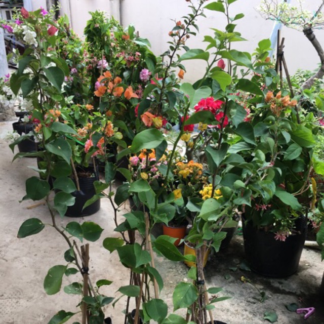 Cây hoa giấy giống