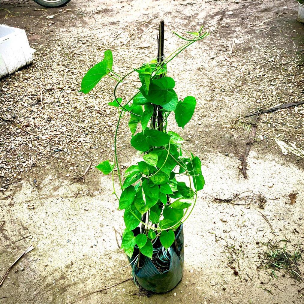 Cây hoa thiên lý ⚡Freeship⚡giống siêu hoa 🌴Mua 4 tặng 1 cây bất kì🌴