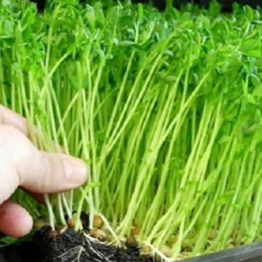 Hạt giống rau mầm cải ngọt