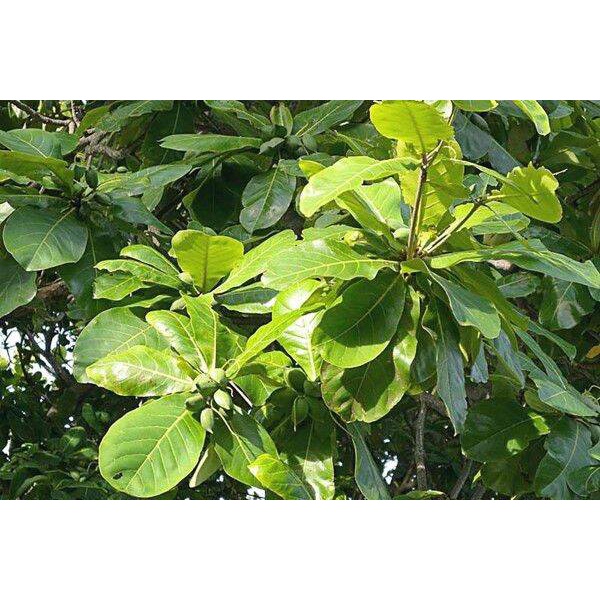 Cây giống Cây Bàng trồng trong túi ươm, được cố định trong thùng hàng, đảm bảo tươi nguyên
